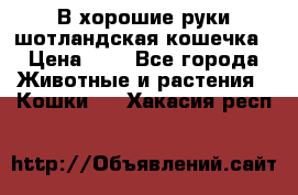 В хорошие руки шотландская кошечка › Цена ­ 7 - Все города Животные и растения » Кошки   . Хакасия респ.